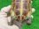 画像8: パステルスーパーハイポクサガメP.Het.アルビノ21