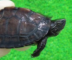 画像1: カントンクサガメ31　ＳＡＬＥ！