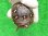 画像6: ミツユビハコガメ８