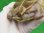 画像10: パステルスーパーハイポクサガメP.Het.アルビノ22
