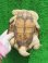 画像10: ルゴッサナガクビガメ