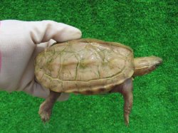 画像1: パステルスーパーハイポクサガメP.Het.アルビノ22