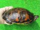 フロリダアカハラガメ12