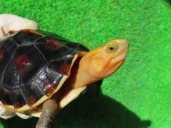 画像1: チュウゴクセマルハコガメ３