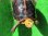 画像5: チュウゴクセマルハコガメ３