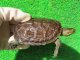 ギリシャイシガメ１