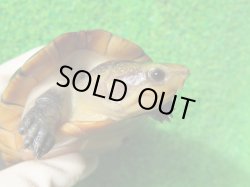 画像1: ミナミシロクチドロガメ６　ＳＡＬＥ！