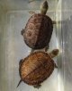 ギリシャイシガメ８