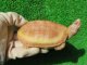 Ｔ-アルビノクサガメ19