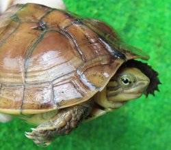 画像1: タイリクミナミイシガメ17（チュウゴクＦ）ＳＡＬＥ！