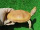 Ｔ-アルビノクサガメ18