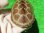 画像6: ハイポクサガメP.Het.アルビノ22　