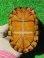 画像9: ミナミシロクチドロガメ８