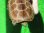 画像5: ハイポクサガメP.Het.アルビノ22　