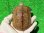 画像4: パステルハイポクサガメP.Het.アルビノ23　