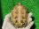 画像9: パステルハイポクサガメP.Het.アルビノ23　