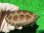 画像1: ハイポクサガメP.Het.アルビノ22　 (1)