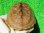 画像7: パステルハイポクサガメP.Het.アルビノ23　