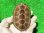 画像2: ハイポクサガメP.Het.アルビノ22　