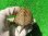 画像7: パステルハイポクサガメP.Het.アルビノ24　
