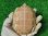 画像9: Ｔ-アルビノクサガメ20
