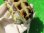 画像8: パステルハイポクサガメP.Het.アルビノ24　