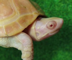 画像1: Ｔ-アルビノクサガメ20