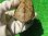 画像6: パステルハイポクサガメP.Het.アルビノ24　