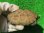 画像2: パステルハイポクサガメP.Het.アルビノ24　