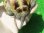 画像9: パステルハイポクサガメP.Het.アルビノ24　