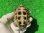 画像10: パステルハイポクサガメP.Het.アルビノ24　