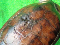 画像8: パイドクサガメ８　ＳＡＬＥ！ＳＡＬＥ！20,000円OFF