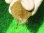 画像5: クレフトマゲクビガメ３