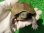 画像5: ハイポクサガメP.Het.アルビノ25