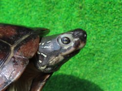 画像4: パイドクサガメ８　ＳＡＬＥ！ＳＡＬＥ！20,000円OFF