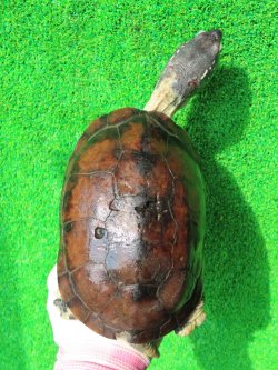 画像3: パイドクサガメ８　ＳＡＬＥ！ＳＡＬＥ！20,000円OFF