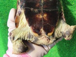 画像15: パイドクサガメ８　ＳＡＬＥ！ＳＡＬＥ！20,000円OFF