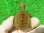 画像2: クレフトマゲクビガメ３