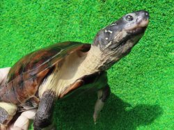 画像7: パイドクサガメ８　ＳＡＬＥ！ＳＡＬＥ！20,000円OFF