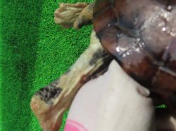 画像9: パイドクサガメ８　ＳＡＬＥ！ＳＡＬＥ！20,000円OFF