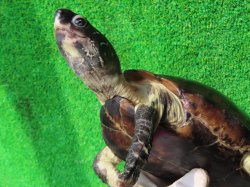 画像11: パイドクサガメ８　ＳＡＬＥ！ＳＡＬＥ！20,000円OFF