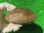 画像2: ハイポクサガメP.Het.アルビノ25