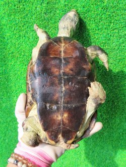 画像16: パイドクサガメ８　ＳＡＬＥ！ＳＡＬＥ！20,000円OFF