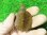 画像2: クレフトマゲクビガメ１