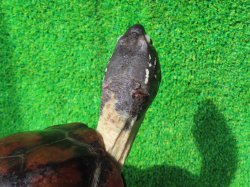 画像5: パイドクサガメ８　ＳＡＬＥ！ＳＡＬＥ！20,000円OFF