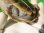 画像10: ハイポクサガメP.Het.アルビノ25