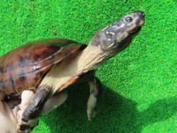 画像6: パイドクサガメ８　ＳＡＬＥ！ＳＡＬＥ！20,000円OFF