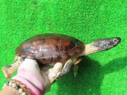 画像2: パイドクサガメ８　ＳＡＬＥ！ＳＡＬＥ！20,000円OFF