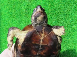 画像14: パイドクサガメ８　ＳＡＬＥ！ＳＡＬＥ！20,000円OFF