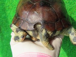 画像10: パイドクサガメ８　ＳＡＬＥ！ＳＡＬＥ！20,000円OFF